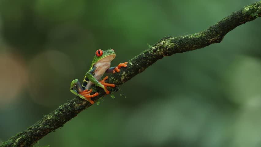 Red-eyed tree frog in Costa Rica 