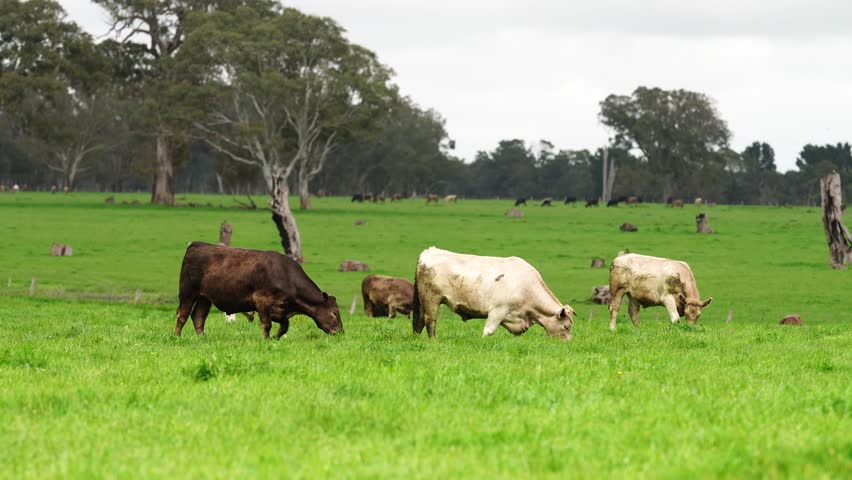 Close up of Stud herd of cows in a field, Beef bulls, cows and calves grazing on grass in a field, in Australia. breeds of cattle include speckle park, murray grey, Angus and wagyu on long pasture 