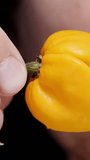 Vertical video. In a close-up shot, a bearded man holds a yellow Habanero pepper in front of himself and makes a grimace.