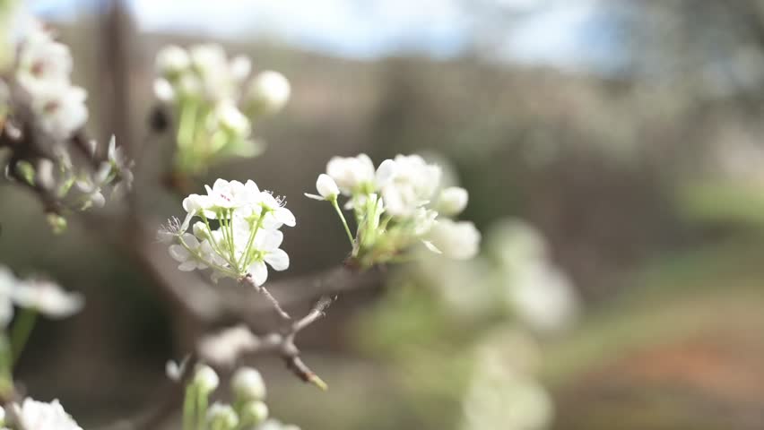 A graceful branch of blossoming plum, adorned with delicate white flowers, takes center stage. Through selective focus, every detail is accentuated, inviting viewers into a serene botanical wonderland Royalty-Free Stock Footage #3472926171