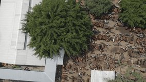 The drone rotates above and around the cattle market. drone view over animal market	 - Powered by Shutterstock - Get 15% off with code: PIKWIZARD15