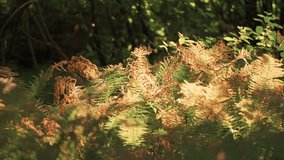 A tangle of withered and green ferns, lit by the low sun, in the forest undergrowth. Parallax video.