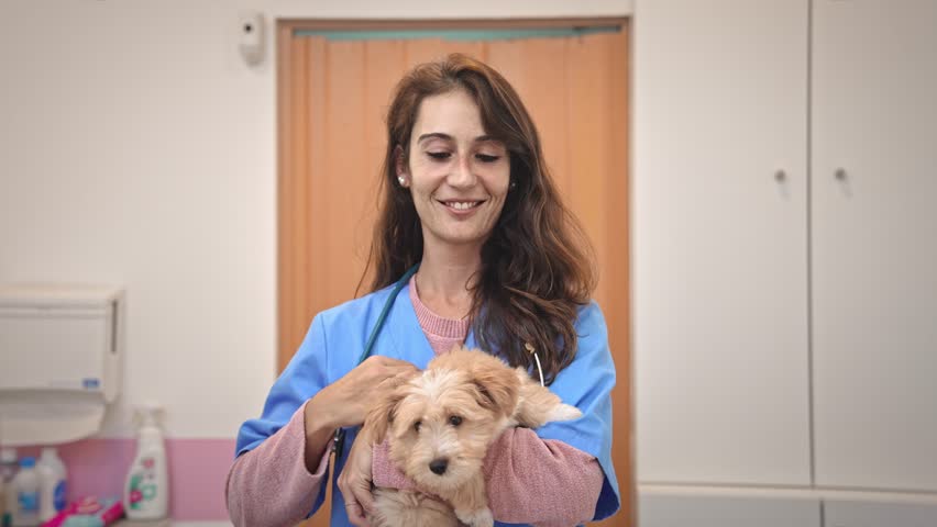 little dog visit veterinary clinic. Animal health care. Happy smile veterinarian woman look camera portrait. Nurse holding cute doggy. Pet vet job. Person check up puppy. Girl hug pup healthcare lab. Royalty-Free Stock Footage #3472978123