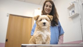 little dog visit veterinary clinic. Animal health care. Happy smiling veterinarian. Pup look at camera portrait. Nurse holding cute doggy. Pet vet job. Person check up puppy. Girl work healthcare lab. - Powered by Shutterstock - Get 15% off with code: PIKWIZARD15