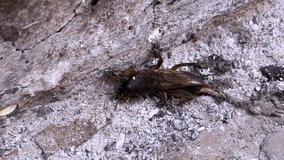 a mole cricket is seen up close on a gritty concrete surface, showcasing its distinct morphology and the environment it's found in.