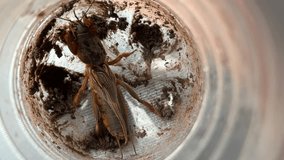 A mole cricket is shown inside a plastic container, providing a distorted fish-eye lens view with soil and container sides visible.