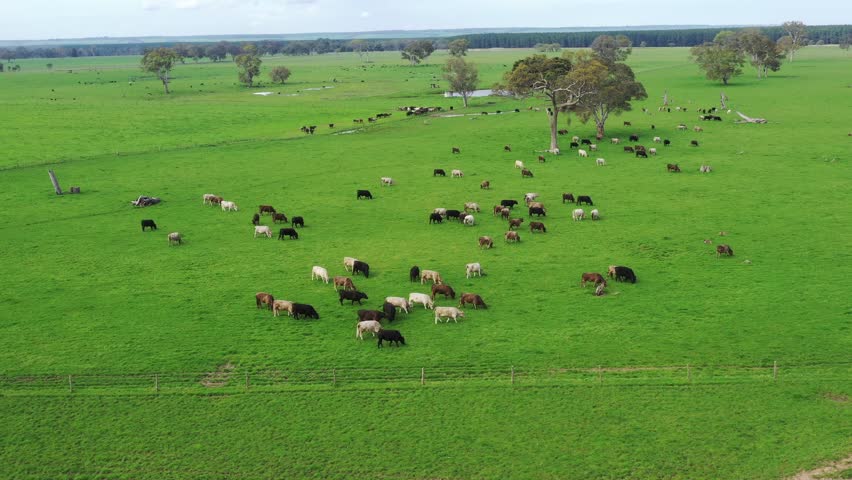 Close up of Stud herd of cows in a field, Beef bulls, cows and calves grazing on grass in a field, in Australia. breeds of cattle include speckle park, murray grey, Angus and wagyu on long pasture 