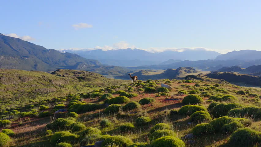 The guanaco (Lama guanicoe) in search of a grazing territory, impressive enough to attract females in Torres del Paine national park, southern Chilean Patagonia. Royalty-Free Stock Footage #3472999249