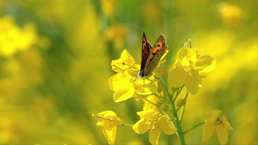 Rapeseed flowers swaying in the wind and butterflies sucking nectar