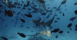 Swimming with tropical fishes and nurse sharks in blue sea. School of fish and sharks underwater