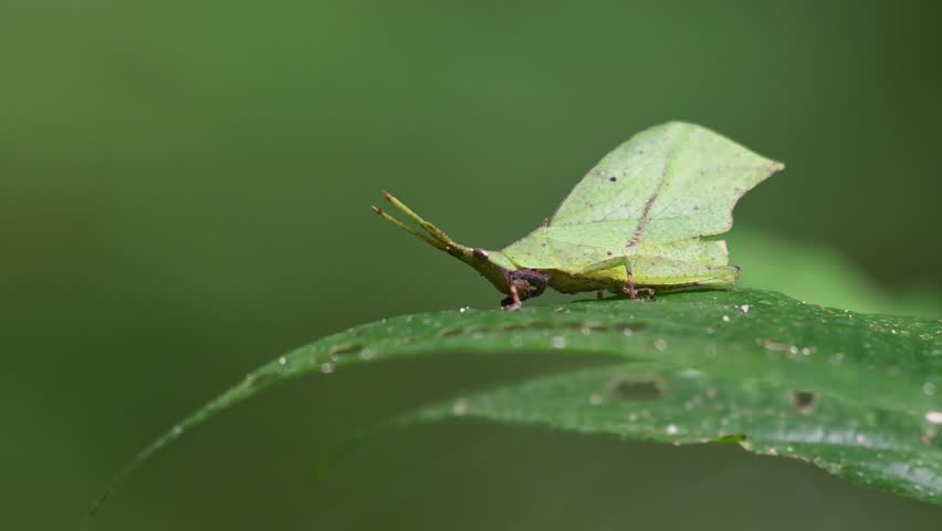 Camera zooms in as this insect is seen feeding on a leaf deep in the forest, Systella rafflesii Leaf Grasshopper, Thailand Royalty-Free Stock Footage #3473026533