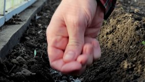 women's hands plant peas in the ground on a bed in a greenhouse 4k video