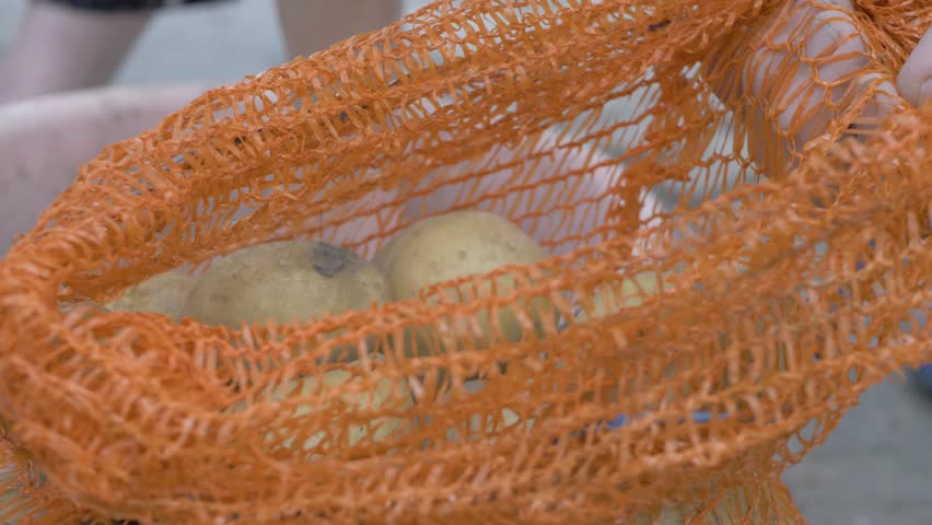 Rural farmer hands put ripe yellow potatoes into a net for storing