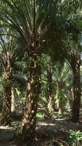 Landscape in oil palm tropical forest, Thailand. Vertical video Royalty-Free Stock Footage #3473078697