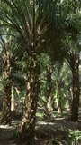 Landscape in oil palm tropical forest, Thailand. Vertical video