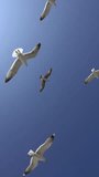 Many seagulls fly against the blue sky in a sunny day. Vertical video 4k