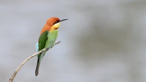 Bird (Chestnut-headed Bee-eaters) , Thailand