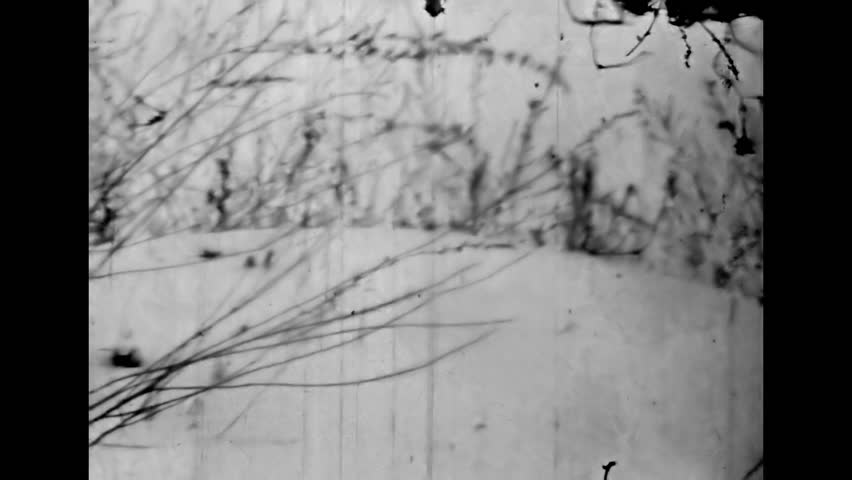 Winter nature landscape on black white film, close up. Dry plants sway on wind in white snow background. Cold season. Frosty weather outdoors. Archival snowy climate. Vintage retro archive 1980s
