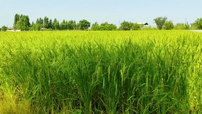 Rice Paddy in the Sunshine
This video captures the beauty of a rice paddy on a sunny day.
The lush green rice plants sway gently in the breeze, creating a mesmerizing scene.
