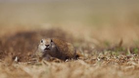 Funny gophers, little ground squirrel or little suslik, Spermophilus pygmaeus is a species of rodent in the family Sciuridae. Suslik next to the hole in wildlife. Slow motion video