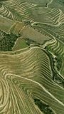 Aerial top view of the terraced vineyards in the Douro Valley, Portugal. Vertical video