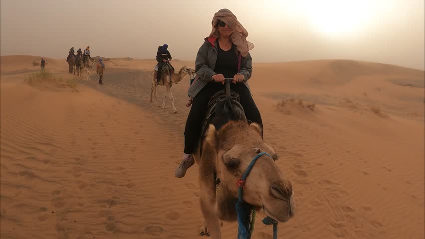 Camel walking through desert in tourists group. 