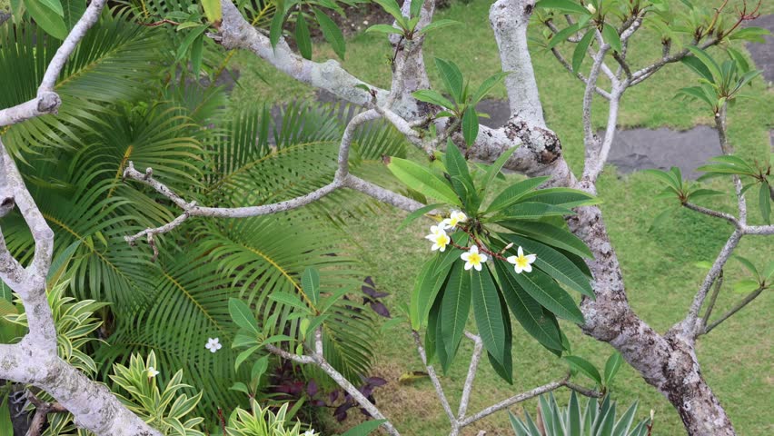 beautiful green area near the house, plumeria flowers Royalty-Free Stock Footage #3473232613