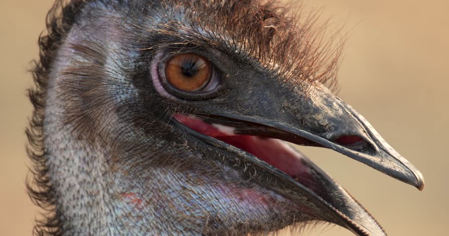 Close view of an emu head and eyes moving around. Dromaius novaehollandiae is cultural icon of Australia. High definition shot at 4K, 60 fps video footage.