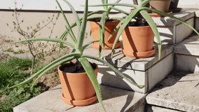 Short clip of Aloe vera plants repotted into larger clay pots