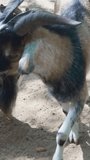 vertical video. a goat in a petting zoo pen or on a farm. Modern parks with animals for children.