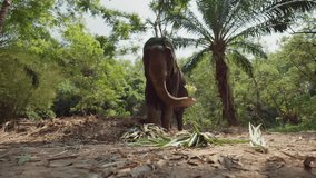 Elephant eats reeds in national park. Elephant farm for tourists in Thailand, elephant eating grass in the forest. Wild nature, wildlife, animals in natural environment, summer travel concept.