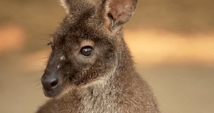 Red-necked wallaby close-up, Macropus rufogriseus, also known as the Bennett's wallaby. High definition shot at 4K, 60 fps video footage.
