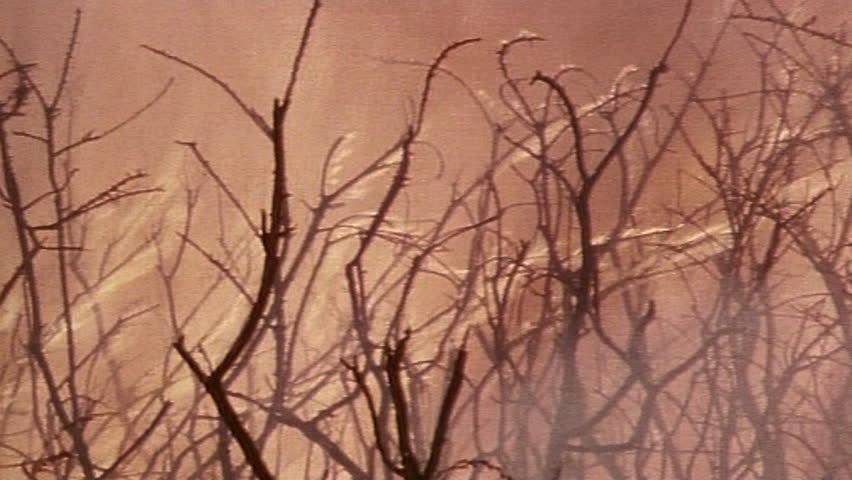 Forest fire