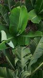 banana tree plantation or farm with green leaves and foliage and fresh fruits