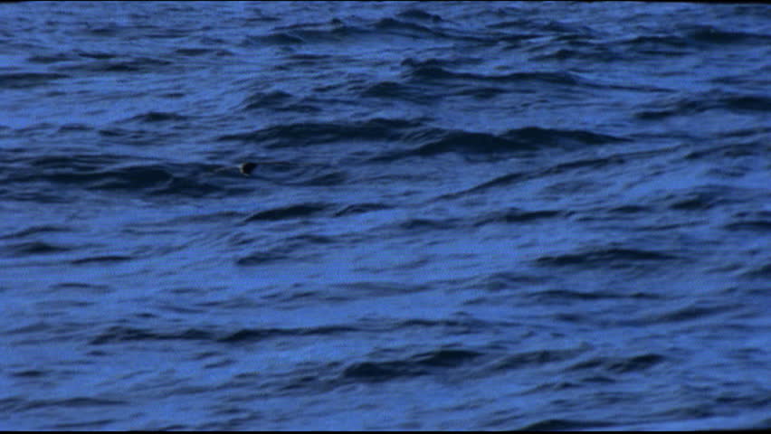 Bird flying over ocean