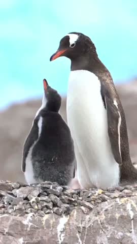 Emperor Penguin with chicks in Antarctica