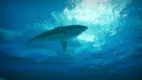 Great white shark swims underwater - Powered by Shutterstock - Get 15% off with code: PIKWIZARD15
