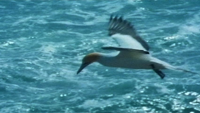 Australasian Gannet hovering above a sparkling ocean possibly in search of food