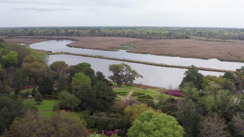 Aerial descending close-up shot of the majestic Great Middleton Oak, a live oak tree over 900 years old in the gardens of historic Middleton Place Plantation, low country South Carolina. 4K