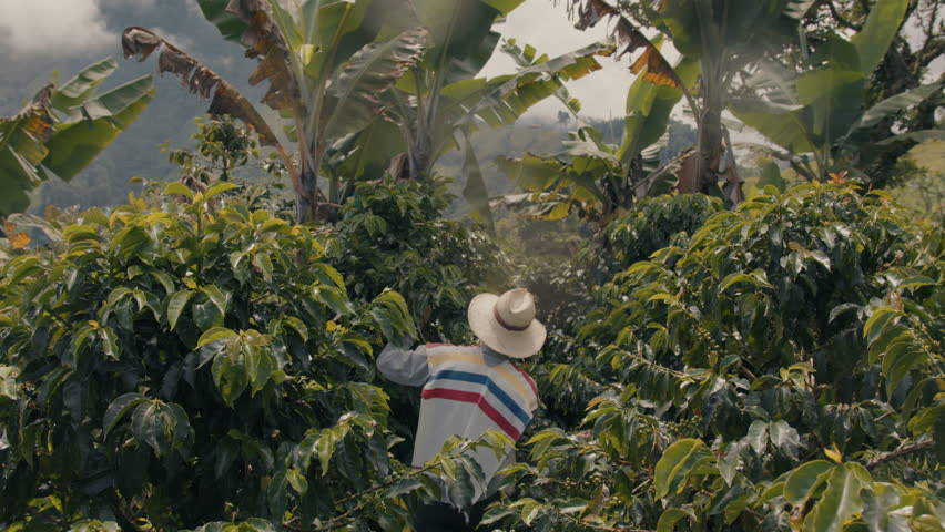 Coffee Plants Picked by Farmer