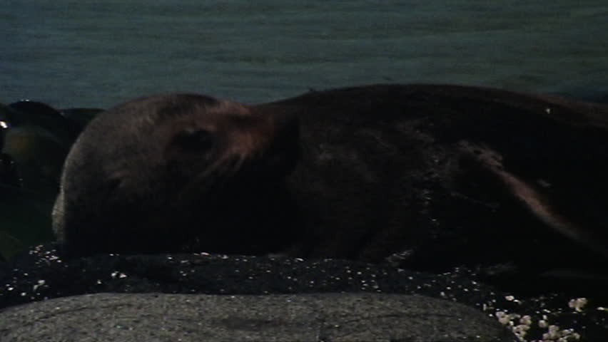 Fur seal laying on rocks