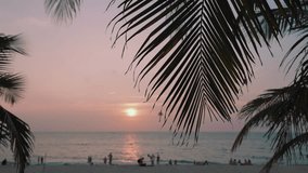 Tropical palm tree leaves at sunset. Silhouette leaves of a coconut tree palm orange colored sunset on sea ocean tropical beach. Summer vacation, nature landscape, travel, paradise sea concept.