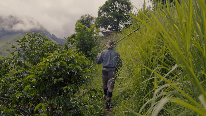 Plantation of Coffee Plants and a Farmer with a pole