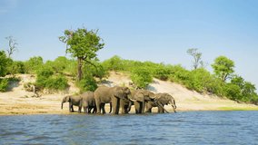 A herd of African Elephants drinking water from Chobe river at Chobe National Park, Botswana, South Africa