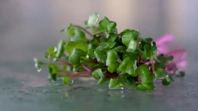 Microgreen radish young sprouts for healthy eating domestic cultivation. High quality FullHD footage