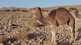 Video footage showcasing a camel, the iconic 