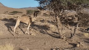 Discover the timeless allure of southeastern Morocco through this captivating video featuring a camel, peacefully grazing amidst the arid landscapes.
