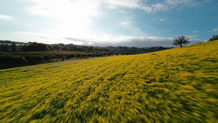 Flying over yellow flowers on the hill