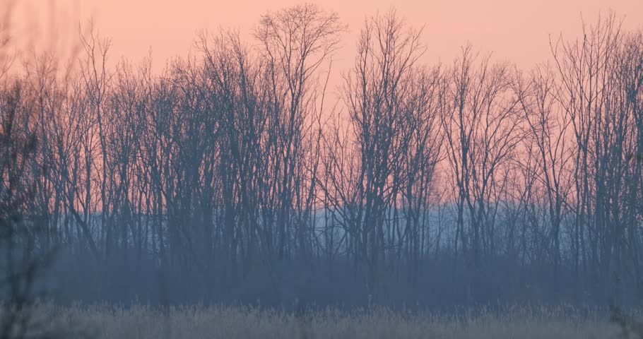 Sunset and golden hour behind trees during winter