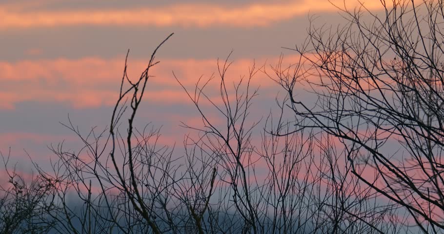 Sunset and clouds over trees